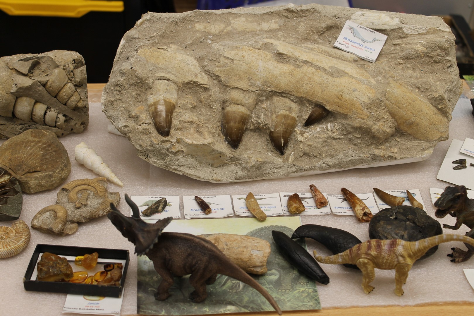 IMG_4411 (Kopírovat)